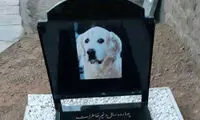 ماجرای دفن یک سگ در مسجد!