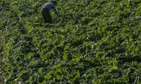 عکس: کشاورزی در کره‌شمالی