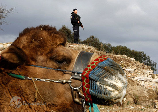 کُشتی شترها در ترکیه