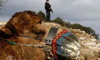 کُشتی شترها در ترکیه