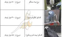 حیوانات خانگی عجیب با قیمت‌های عجیب تر!