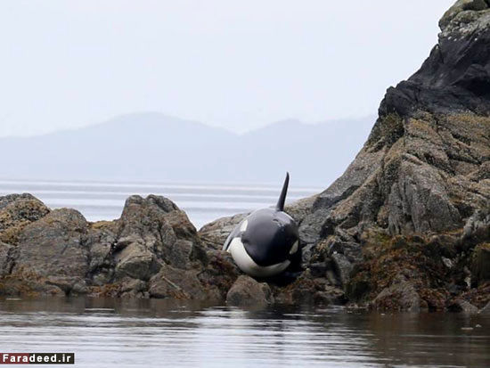 نجات نهنگ از میان صخره‌ها +عکس