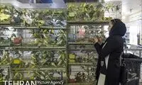 ایران پرندگان زینتی به کشور‌های عربی صادر می‌کند!