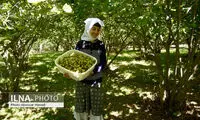برداشت فندق تازه در روستای ناشِ رودبار