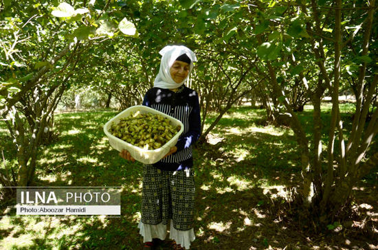 برداشت فندق تازه در روستای ناشِ رودبار