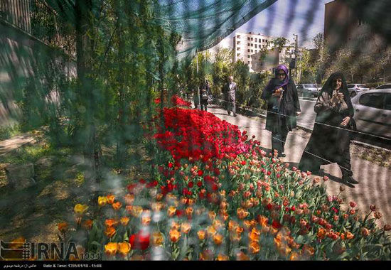 عکس: كاشت لاله به ياد مادر در تهران