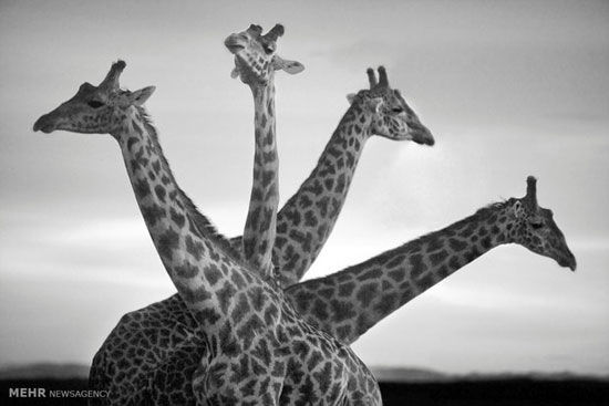 تصاویری زیبا از حیات وحش آفریقا