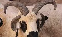 گوسفند 5 شاخ در بافق +عکس