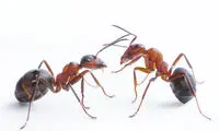 قدرت بویایی مورچه‌ از انسان بیشتر است
