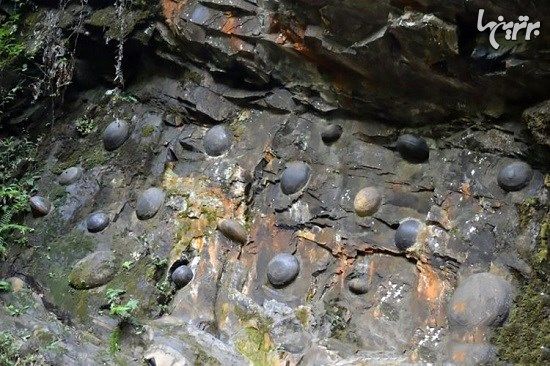 صخره سنگی که هر ۳۰ سال تخم می‌گذارد