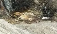 سومین موج شیوع طاعون نشخوار کنندگان در البرز