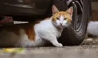 آقای جبلی! با سانسور می‌شود به مردم بازگشت؟