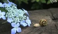 طبیعیت شیشه ای هنرمند ژاپنی