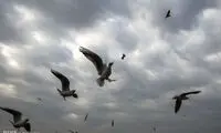 کارون میزبان پرندگان ماهی خوار