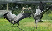 تصاویری جالب از درناهای کونگ فو کار!