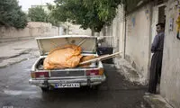 تصاویری متفاوت از خرمن کوبی سنتی