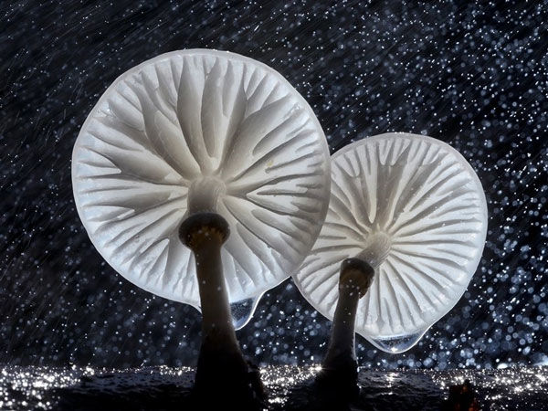 قارچ چینی، زیباترین قارچ چتری جهان +عکس