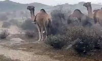 سیل عربستان شترها را هم با خود برد!