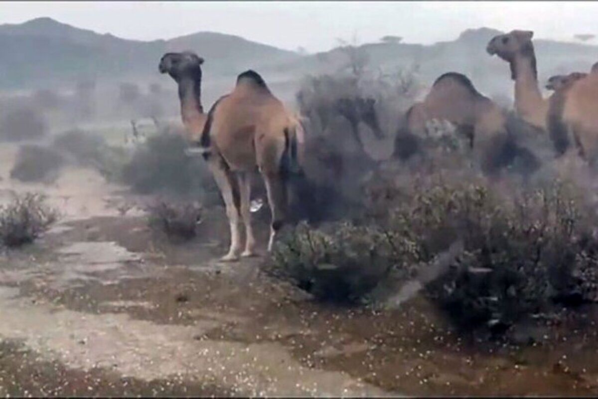 سیل عربستان شترها را هم با خود برد!