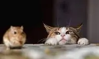 ترس یک گربه به خاطر وحشت از حضور موش!