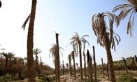 هزاران نخل در خوزستان در آستانه نابودی