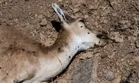 یک بیماری خطرناک به جان حیات وحش ایران افتاده 