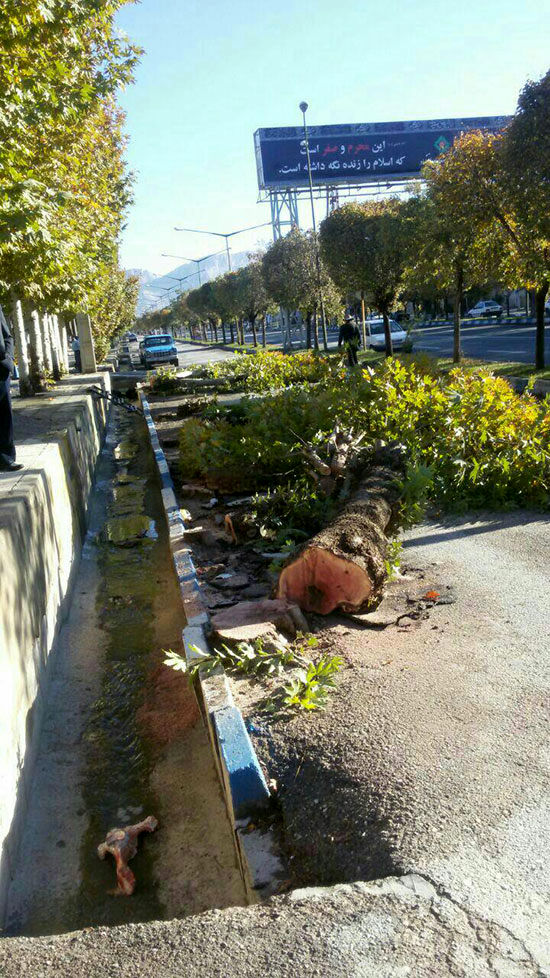 قطع درختان 40 ساله در شهر چوار ایلام