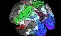 یافته خبرساز دانشمندان درباره مغز