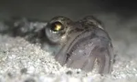 حمله موجودات دریایی به انگلیسی‌ ها