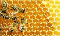 عجایب خلقت؛ دنیای ناشناخته زنبور‌ها (۶)