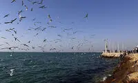 رسم جالب مردم بوشهر به کام مرغان دریایی