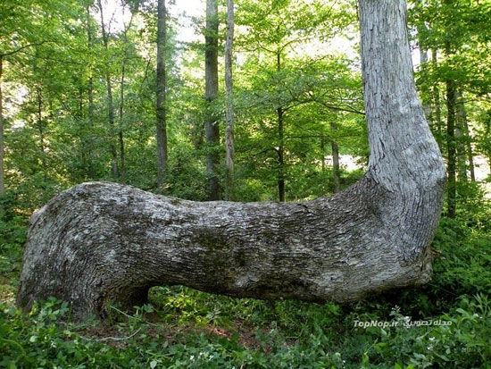 درخت های عجیبی که در آمریکا خواهید دید!