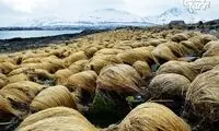 مزرعه موهای دونالد ترامپ! +عکس