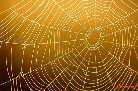 تنیدن قوی‌ترین تار جهان با عنکبوت‌های نانو!