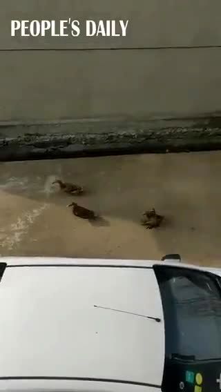 رفاقت و قرارگذاشتن جالب اردک‌ها برای رفتن به شنا
