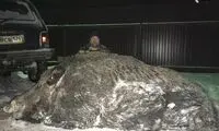 شکار بزرگ؛ گراز 500 کیلوگرمی! +عکس