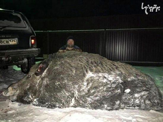 شکار بزرگ؛ گراز 500 کیلوگرمی! +عکس