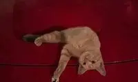 استراحت یک گربه بازیگوش روی فراری 20 میلیاردی