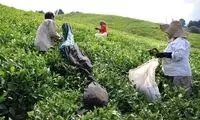 روزگار سیاه «چای» در کشور