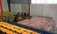 جزئیات تنظیم بازار میوه شب عید