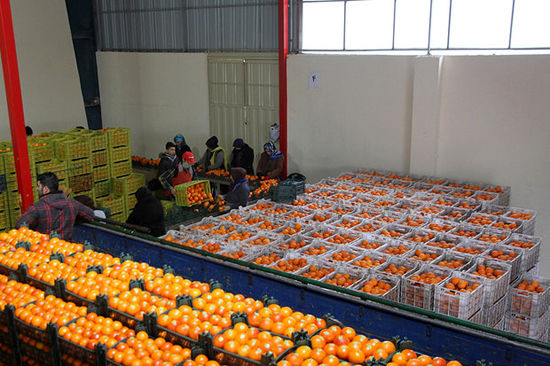 جزئیات تنظیم بازار میوه شب عید
