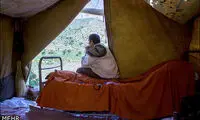 عکس: پرورش زنبور عسل