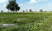 برداشت هندوانه در استان هرمزگان