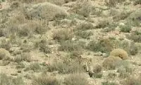 مشاهده یک قلاده پلنگ در ارتفاعات فیروزکوه