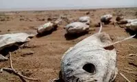 «هامون» مُرد از بس که جان ندارد!