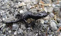 طولانی ترین دوره بارداری در این جانور عجیب!