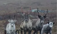 چرا سوئد با همه جا فرق دارد؟