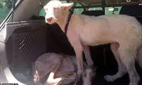 عکس: شکنجه هولناک دو سگ!