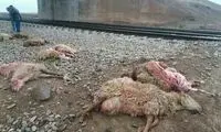 تلف شدن ۷۰راس گوسفند در پی برخورد قطار