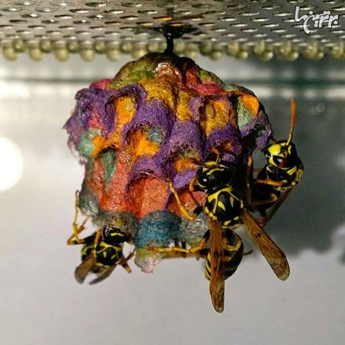 وقتی زنبورها کاغذ رنگی می خورند! +عکس
